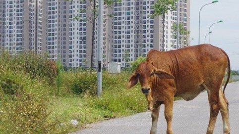 Thanh Hóa: Khu đất nghìn tỷ đấu giá khốc liệt bỗng thành nơi...thả bò