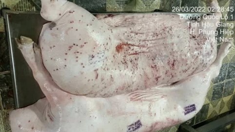 C.P. Việt Nam bị tố bán heo bệnh: Công an quyết định không khởi tố vụ án