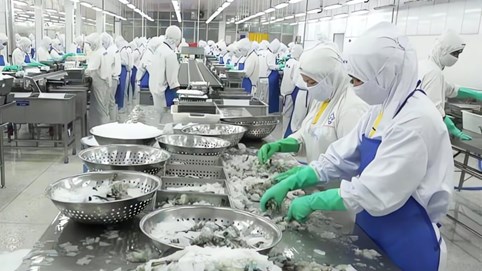 Một DN thuỷ sản kiệt quệ: Cổ phiếu giá 500 đồng, lỗ lũy kế 1.700 tỷ