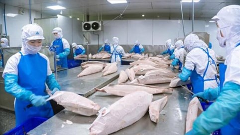 Xuất khẩu cá ngừ giảm mạnh, dự báo nửa cuối năm tiếp tục khó khăn