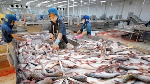 Kim ngạch xuất khẩu cá tra năm 2023 dự báo giảm 15%
