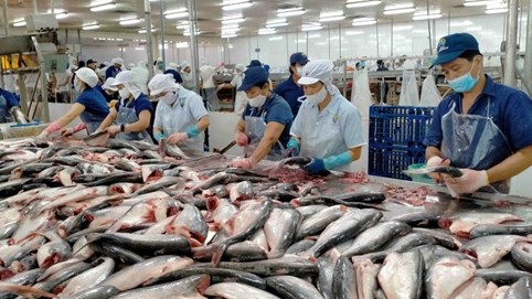 Kinh doanh thủy sản 2 mảng sáng tối: Nhóm cá tra 'được mùa', nhiều DN thua lỗ