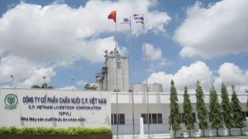 Sau lùm xùm thịt heo bệnh, C.P. Việt Nam báo doanh thu giảm, chăn nuôi chững lại