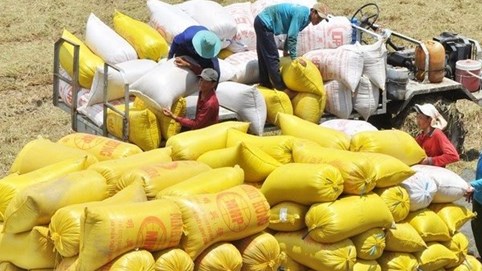 Vượt Thái Lan, giá gạo Việt Nam được giao dịch cao nhất thế giới