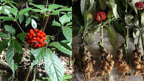 Cảnh giác mỹ phẩm, dược phẩm, bánh kẹo mạo danh nguồn gốc sâm Ngọc Linh, sâm Lai Châu