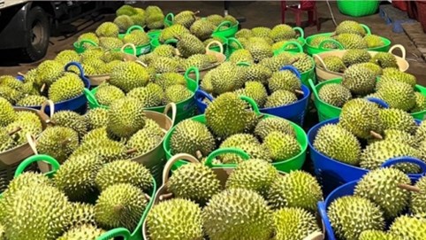 Trái cây xuất khẩu sang Trung Quốc bất ngờ bị tuýt còi, Bộ NN&PTNT nói gì?