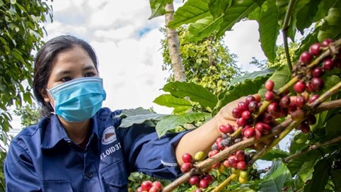 Giá nông sản hôm nay 24/10/2025: Giá cà phê tiếp đà tăng mạnh, hồ tiêu duy trì ổn định