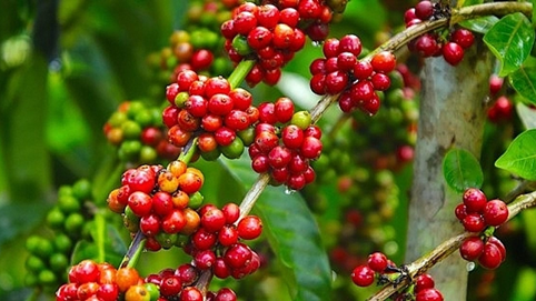 Giá nông sản hôm nay 27/10/2025: Thị trường nông sản lặng sóng