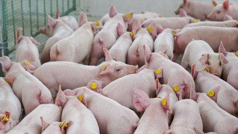 Giá heo hơi hôm nay 29/10: Toàn quốc lao dốc, mất đỉnh giá 55.000 đồng/kg