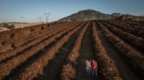 Giá nông sản hôm nay 5/11: Cà phê lập chuỗi 'vàng', tiêu 'quay xe'