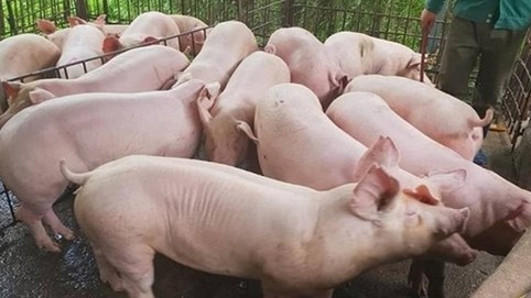 Giá heo hơi hôm nay 10/11: Thị trường ổn định ở mức cao, miền Bắc và miền Nam giữ vững đỉnh đầu tuần