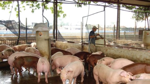 Giá heo hơi hôm nay 11/11: 3 miền "đỏ chót", miền Bắc và miền Nam giảm mạnh