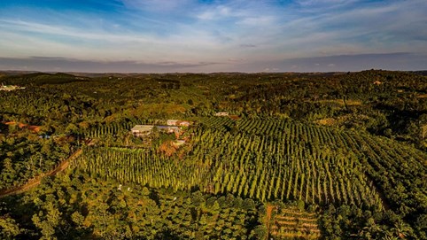 Giá cà phê hôm nay 12/11/2025: Thị trường biến động trái chiều, giá nội địa giảm nhẹ