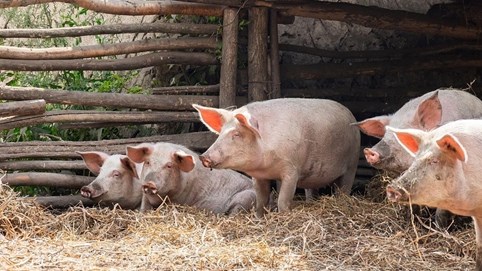 Giá heo hơi hôm nay 13/11: Miền Bắc ổn định, miền Trung và miền Nam rớt giá