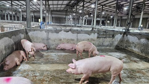 Giá heo hơi hôm nay 15/11: Miền Trung bất ngờ tăng nhẹ