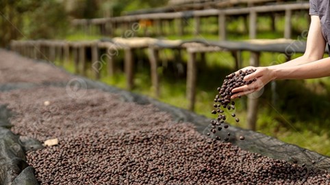 Giá cà phê hôm nay 18/11/2025: Thị trường ổn định, giảm nhẹ tại Lâm Đồng