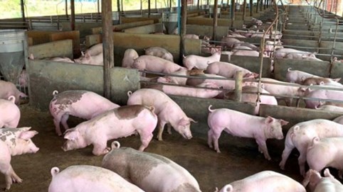 Giá heo hơi hôm nay 19/11: Đồng loạt tăng 1.000-2.000 đồng/kg cả 3 miền