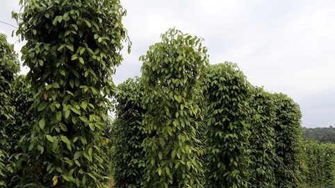 Giá tiêu hôm nay 20/11/2025: Cắt chuỗi tăng liên tiếp