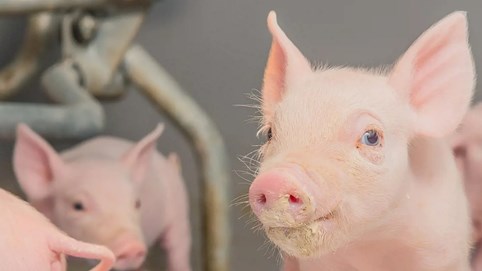 Giá heo hơi hôm nay 21/11: 3 miền tăng mạnh, miền Bắc tạo thêm đỉnh mới