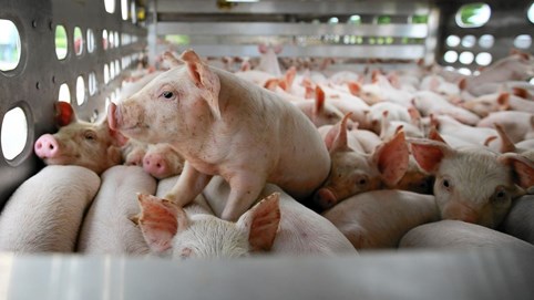 Giá heo hơi hôm nay 25/11: Miền Bắc vững đỉnh, miền Nam đuổi sát nút