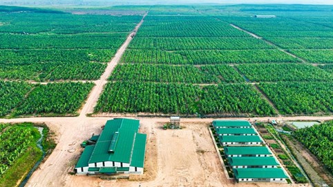 Thaco ký kết bán chuối 10 năm cho tập đoàn thực phẩm Mỹ, HNG rộng cửa phục hồi
