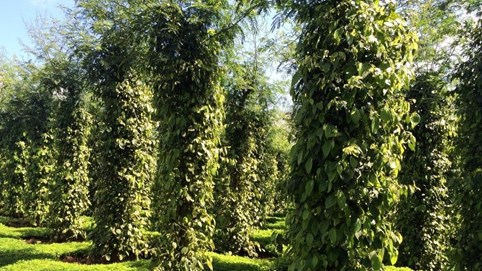 Giá tiêu hôm nay 27/11/2025: Đồng loạt đạt đỉnh 150.000 đồng/kg