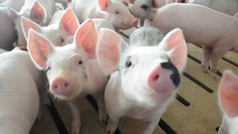 Giá heo hơi hôm nay 28/11: Miền Bắc và miền Nam bình ổn ở đỉnh, miền Trung tăng nhẹ