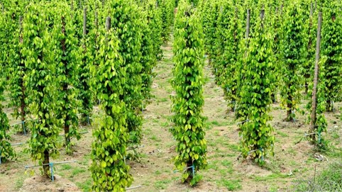 Giá tiêu hôm nay 1/12/2025: Tiếp tục giữ vững ở mức cao