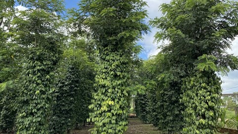 Giá tiêu hôm nay 4/12/2025: Tiêu Việt dẫn đầu thị trường Thái Lan