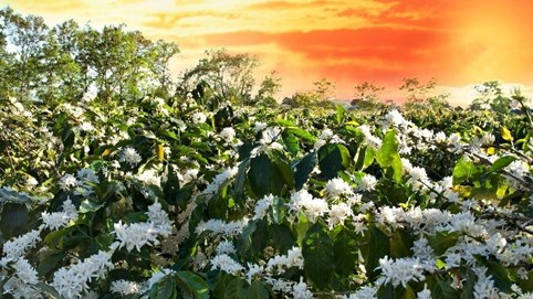 Giá cà phê hôm nay 5/12/2025: Đà giảm tiếp tục sụt sâu