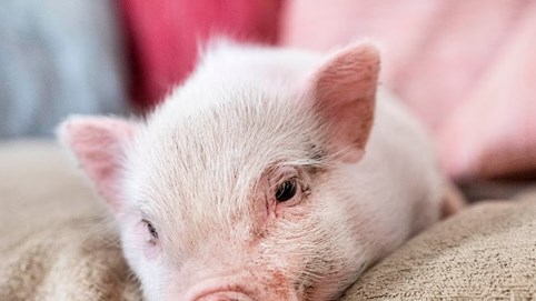 Giá heo hơi hôm nay 8/12: 3 miền giữ vững mức đỉnh 61.000 đồng/kg