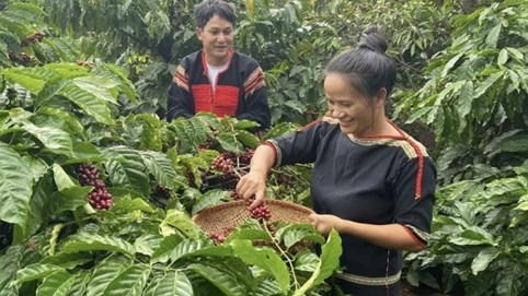 Giá cà phê tiếp đà tăng mạnh