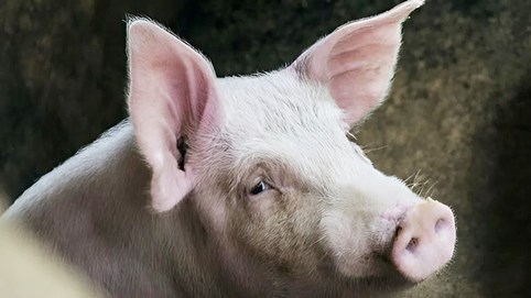 Giá heo hơi hôm nay 9/12: 3 miền "đóng băng" ở đỉnh 61.000 đồng/kg