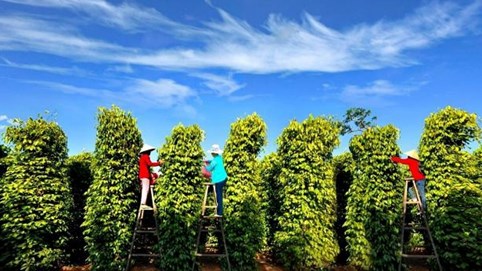 Giá tiêu hôm nay 9/12/2025: Tiếp tục lấy lại đà phục hồi nhẹ