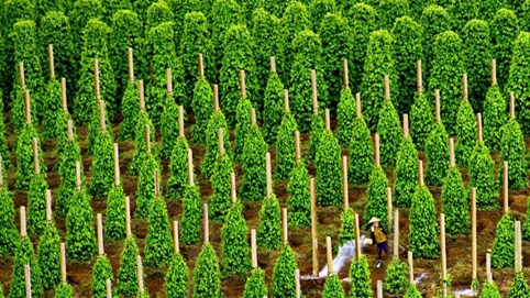 Giá tiêu hôm nay 16/12/2025: Tiếp chuỗi giảm nhẹ đầu tuần