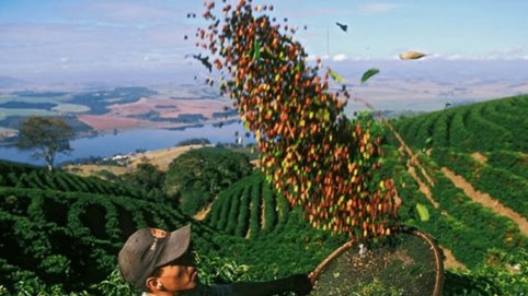 Giá cà phê hôm nay 17/12: Đồng loạt mất giá bởi nguồn cung ồ ạt