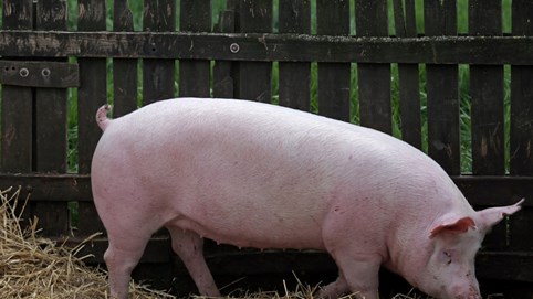 Giá heo hơi hôm nay 18/12: Miền Bắc kéo giá lên 67.000 đồng/kg, 2 miền Trung và Nam tăng nhẹ