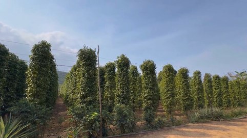 Giá tiêu hôm nay 18/12: Giá tiêu trong nước quay trở lại đà phục hồi