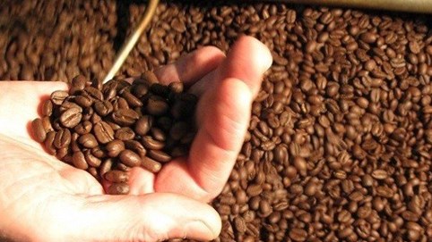 Giá cà phê xuất khẩu tiếp tục lập đỉnh: Những con số và dự báo