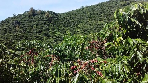 Giá cà phê hôm nay 19/12: Giảm mạnh gần 4.000 đồng/kg, chạm mốc 90.000 đồng