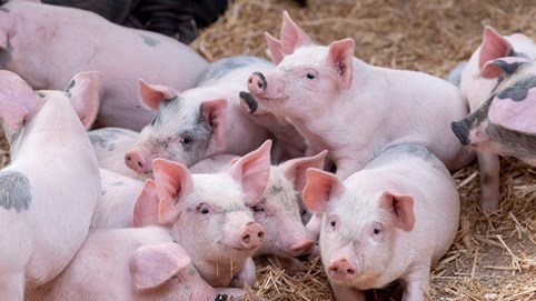 Giá heo hơi hôm nay 19/12: Miền Bắc tăng mạnh lên đỉnh 68.000 đồng/kg, miền Trung nhích nhẹ