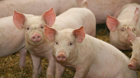 Giá heo hơi hôm nay 21/12: 3 miền dao động trong ngưỡng 60.000 đến 69.000 đồng/kg