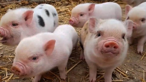 Giá heo hơi hôm nay 23/12: Miền Bắc tăng lên đỉnh 70.000 đồng, miền Trung và Nam đi ngang