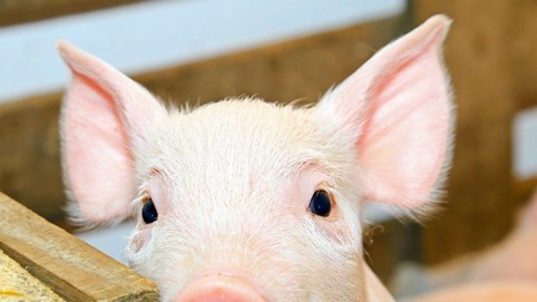 Giá heo hơi hôm nay 24/12: Cả nước tăng mạnh, miền Bắc nâng lên đỉnh 71.000 đồng/kg