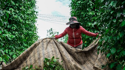 Ngày 27/12: Giá cà phê giảm nhẹ 200 đồng, giá tiêu giữ giá mức cao