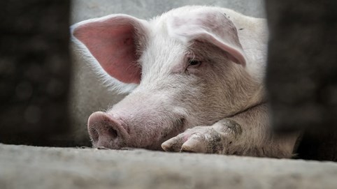 Giá heo hơi hôm nay 27/12: 3 miền quay đầu giảm nhẹ, miền Bắc giữ vững đỉnh 70.000 đồng/kg