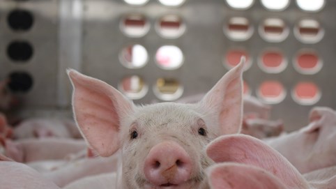 Giá heo hơi hôm nay 29/12/2025: 3 miền điều chỉnh trong ngưỡng 62.000-70.000 đồng/kg