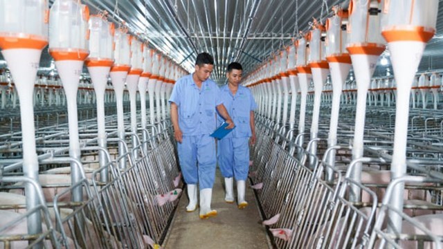 BAF Việt Nam (BAF) dòng tiền kinh doanh quý I âm hơn 300 tỷ đồng, bỏ 810 tỷ để lập 4 công ty con tại Hà Nội