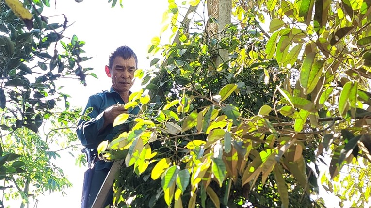 Ngày 25/12: Giá cà phê và hồ tiêu cùng tăng mạnh, nông dân không muốn bán cà phê