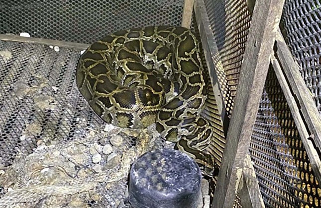 Con trăn "thủ phạm" giết người. (Ảnh: BBP)